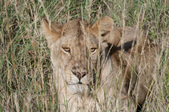 Enlarge photo 164
