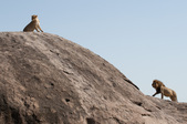 Enlarge photo 175