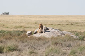 Enlarge photo 182