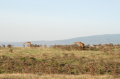 Enlarge photo 194