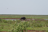 Enlarge photo 203