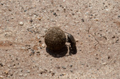 Enlarge photo 215