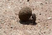 Enlarge photo 218