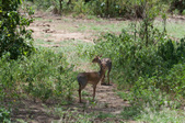Enlarge photo 221
