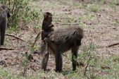 Enlarge photo 222