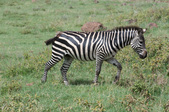 Enlarge photo 37