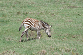 Enlarge photo 43