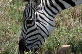 Enlarge photo 54