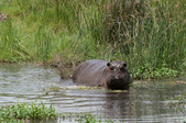 Enlarge photo 60