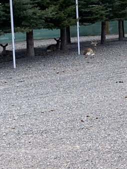 Enlarge photo 252
