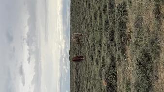 Enlarge MPEG4 344