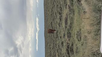 Enlarge MPEG4 345