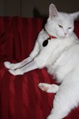 Enlarge photo 12