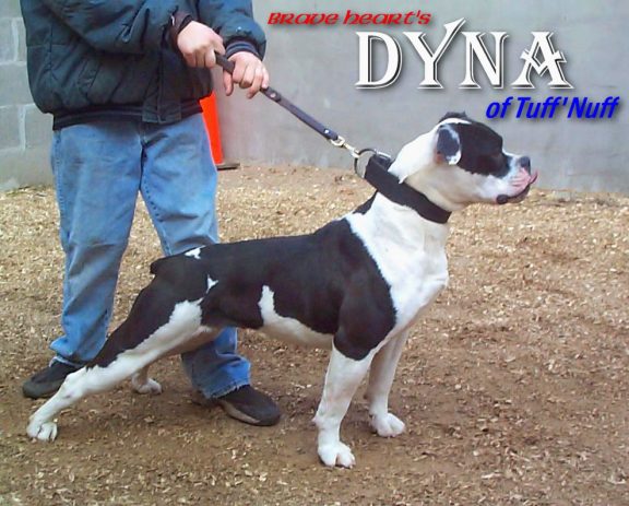 Outcrossing to Standard Blood - The American Bulldog Message Board