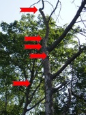 Enlarge photo 140