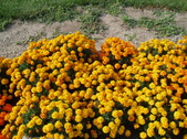 Enlarge photo 99