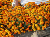 Enlarge photo 100