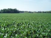 Enlarge photo 107