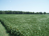 Enlarge photo 113