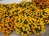 Enlarge photo 116