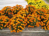 Enlarge photo 117