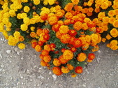 Enlarge photo 118