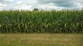 Enlarge photo 36
