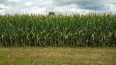 Enlarge photo 145