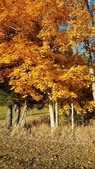 Enlarge photo 74