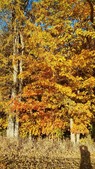 Enlarge photo 75