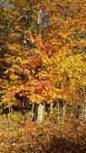 Enlarge photo 78