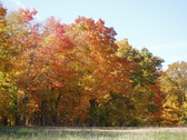 Enlarge photo 81
