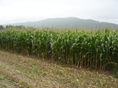 Enlarge photo 441