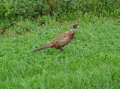 Enlarge photo 430