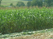 Enlarge photo 272