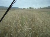 Enlarge photo 276