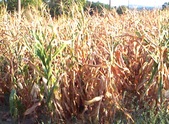 Enlarge photo 79
