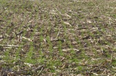 Enlarge photo 233
