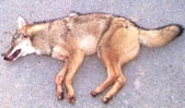 Enlarge photo 105