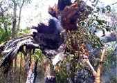 Enlarge photo 87