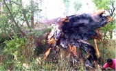 Enlarge photo 88