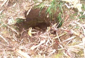 Enlarge photo 103