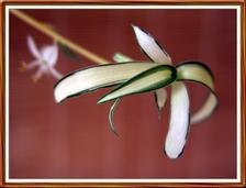 First week with Olympus C-5050