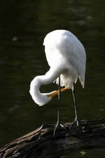 NewOrleanZoo_20040103