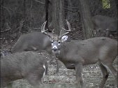 The Deer