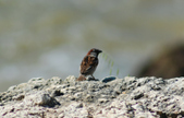 Enlarge photo 36