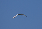 Enlarge photo 46