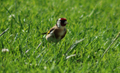 Enlarge photo 51