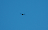 Enlarge photo 54