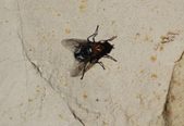 Enlarge photo 57